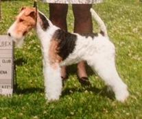 truwyre wire fox terriers